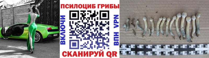Псилоцибиновые грибы Magic Shrooms  купить закладку  Тында 
